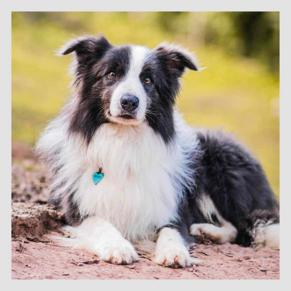 Canil Best Border Collie